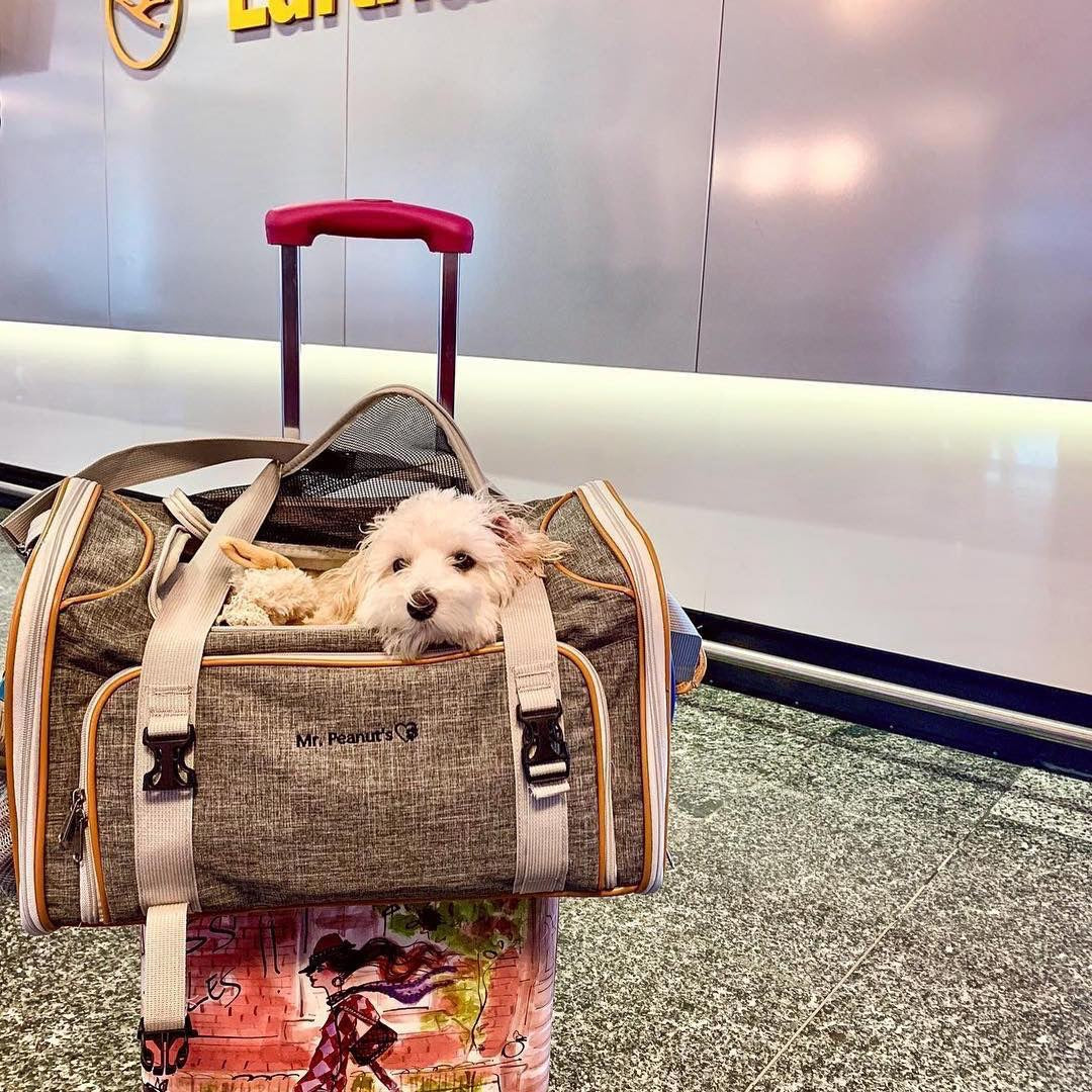 This Airline-approved Pet Carrier Is a Must-have