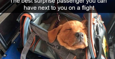 TSA Compliant Pet Carriers