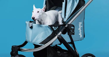 Buying A Pet Stroller?  Do It Right!