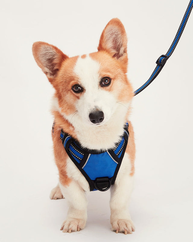 Corgi wearing a blue harness with a leash attached.