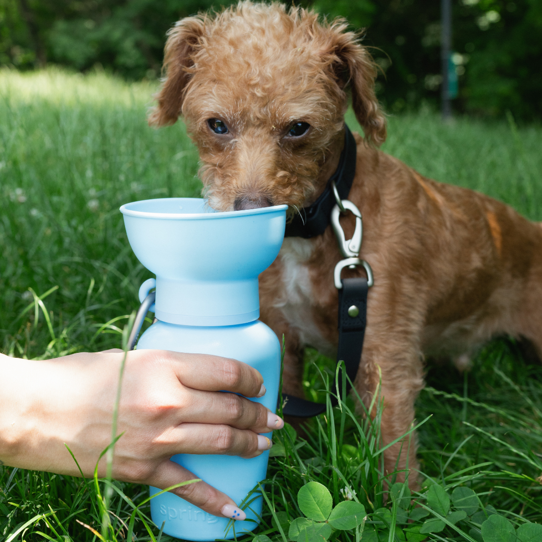 Springer Flip Dog Travel Bottle