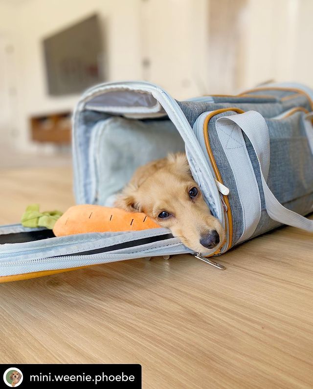 A puppy resting inside a blue pet carrier with a carrot-shaped toy.