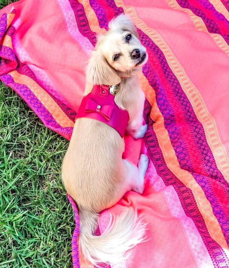 Small dog wearing pink harness on vibrant blanket in grass.