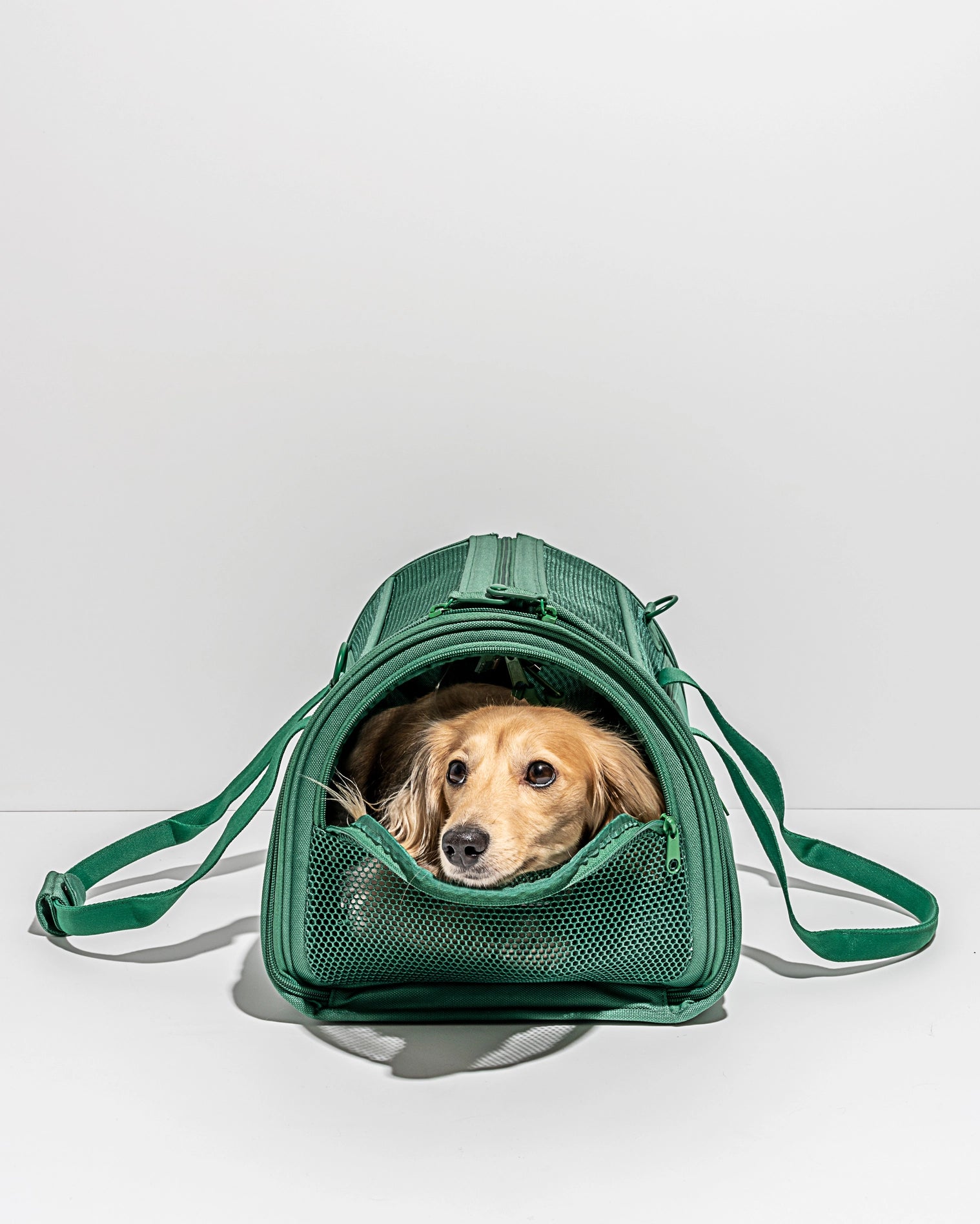 Wild one pet sales carrier