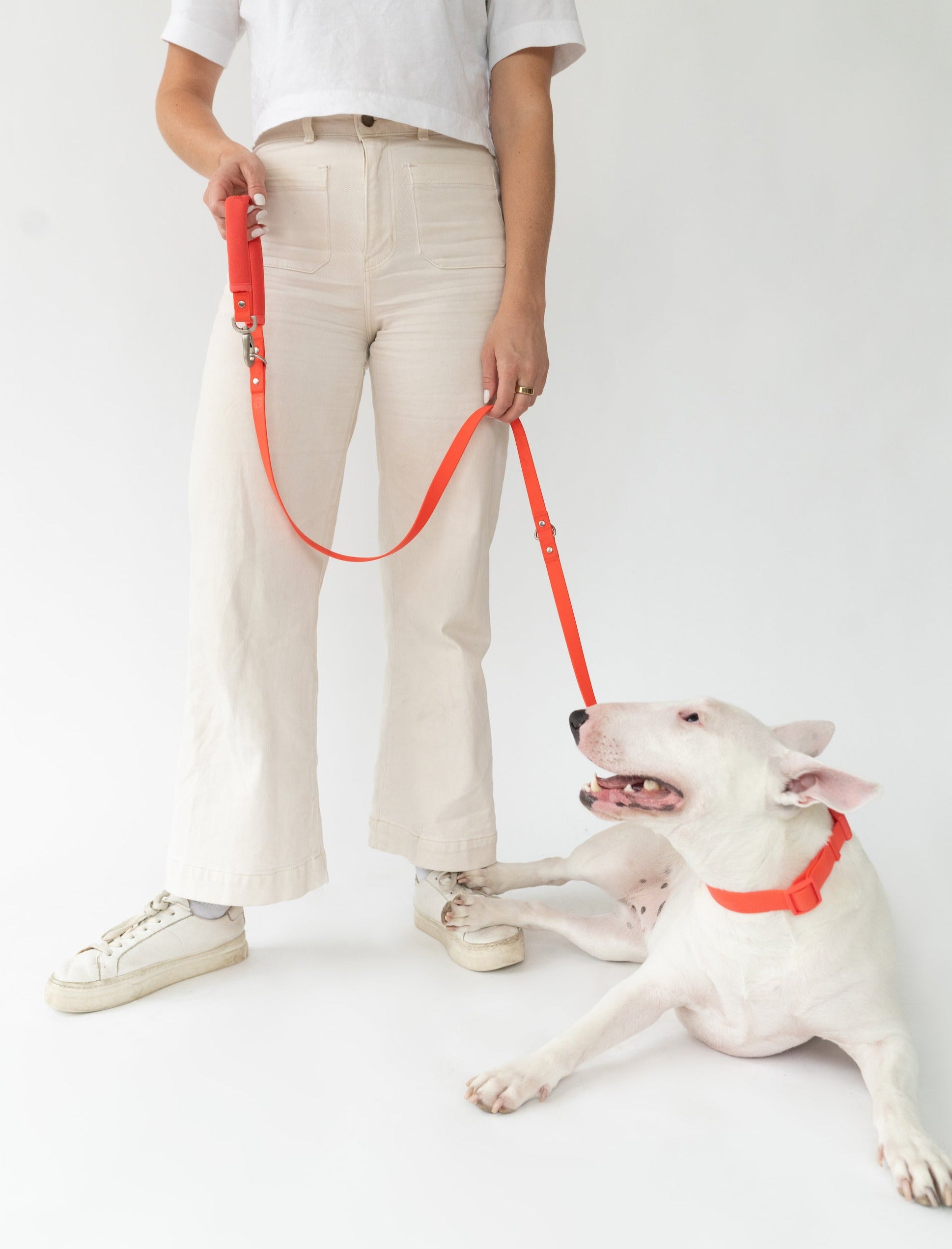 Springer Small Dog Leash