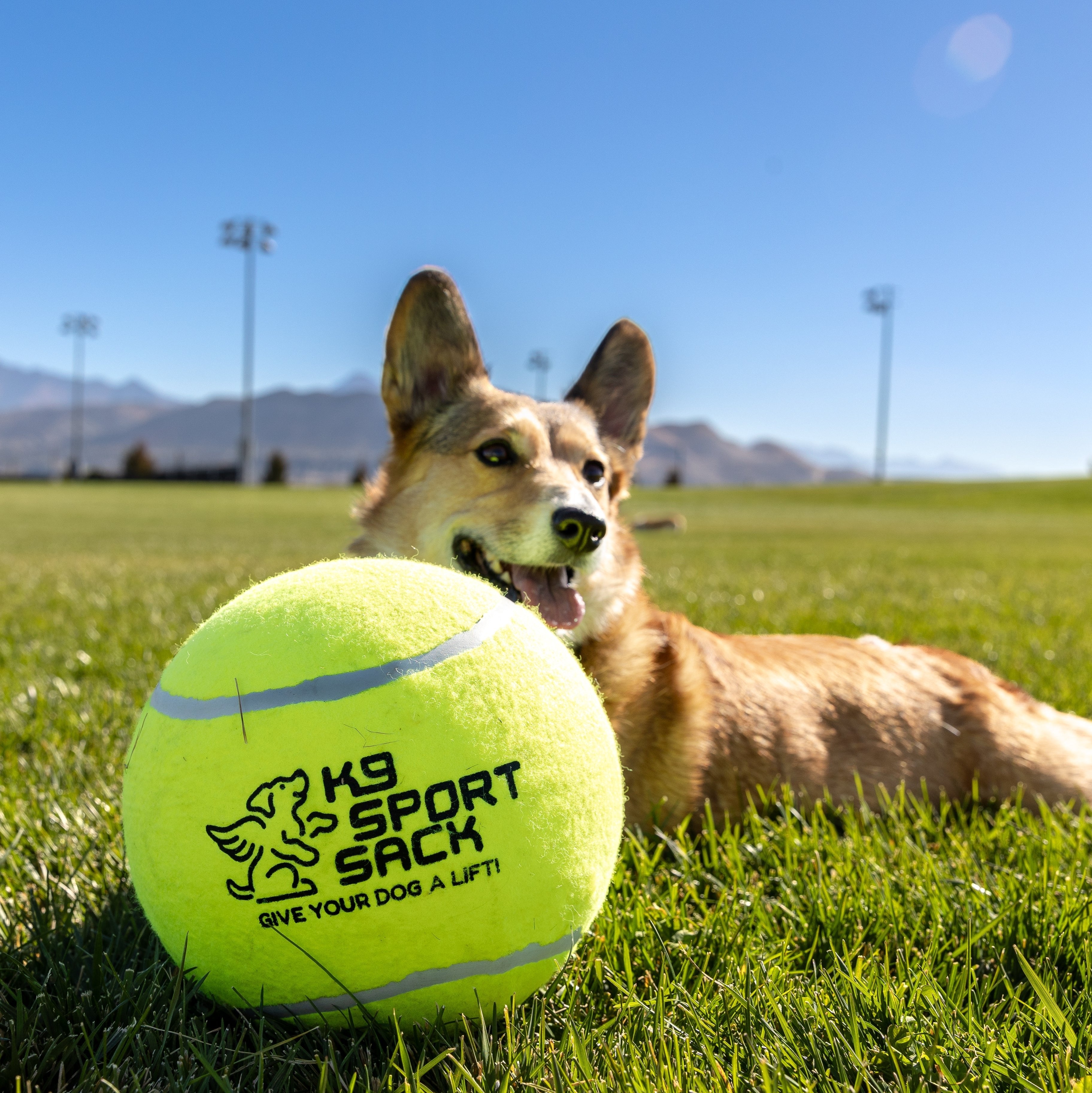 Too Big to Chew Tennis Ball