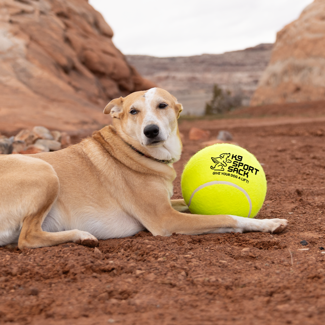 Too Big to Chew Tennis Ball