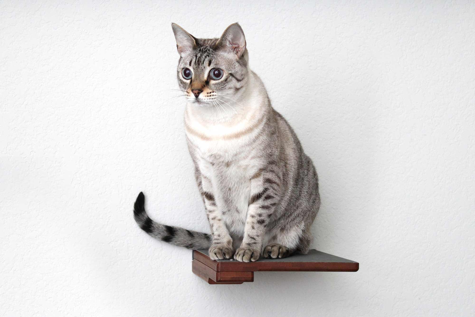Catastrophic Creations Cat Climbing Shelf