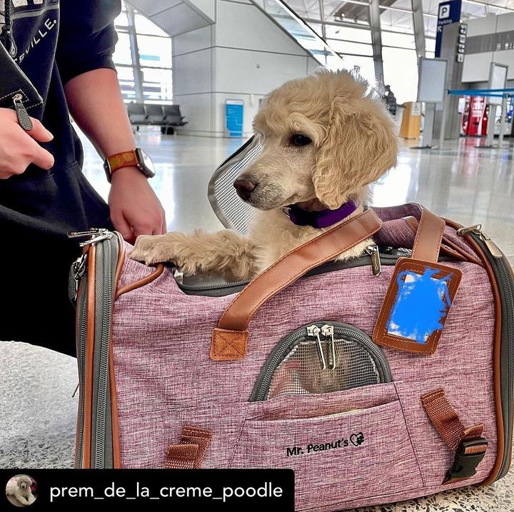 A poodle puppy peeks out of a pink pet carrier in an airport setting.