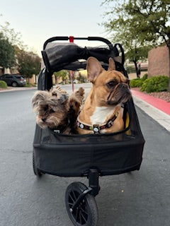 zebra print dog stroller Ibiyaya Minika 3-in-1 Pet Stroller System with Foldable Dog Bicycle Tr – Mr. Peanut's Pet Carriers