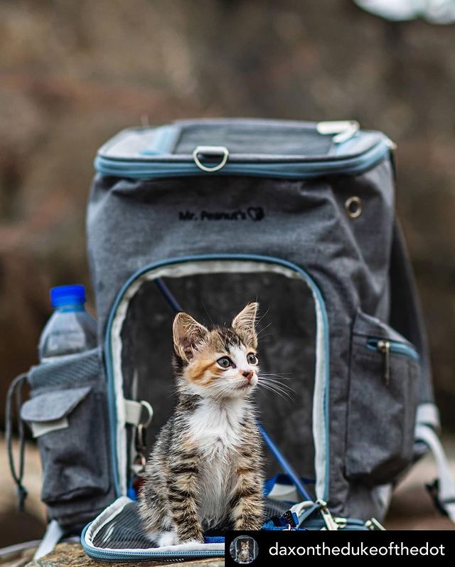 Kitten sitting in front of an open pet backpack outdoors.