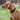 Nylon Flat Dog Collar
