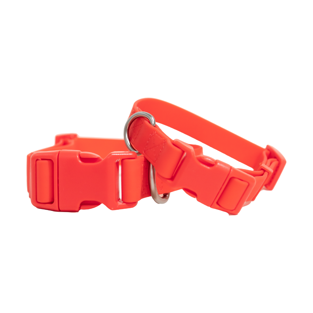 Springer Medium Dog Collar