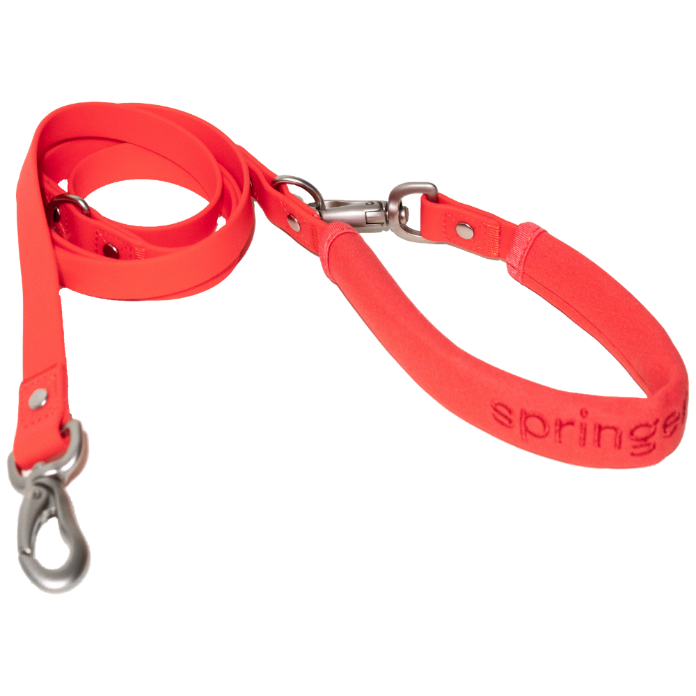 Springer Small Dog Leash