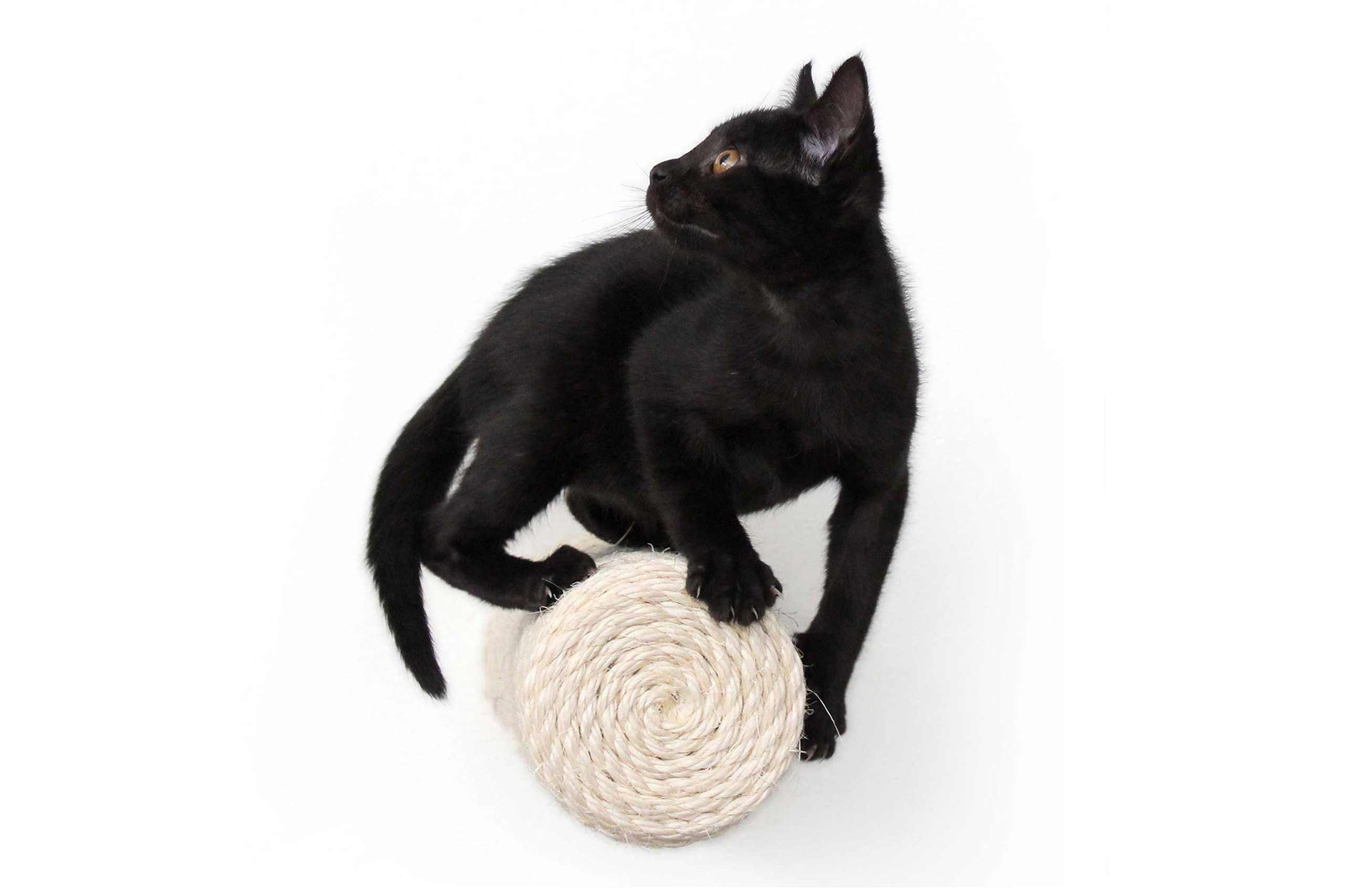 Catastrophic Creations Floating Cat Step for Wall