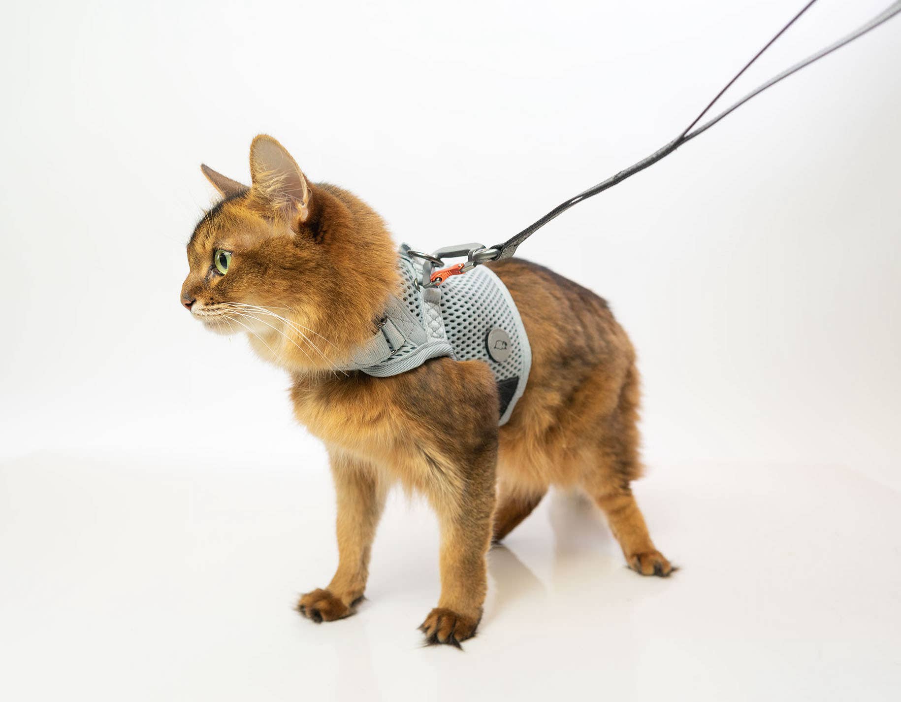 Beautiful view of Cat Walking Harness With Unwinding Necklace Attachment