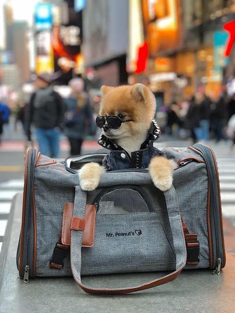 Pomeranian wearing sunglasses, sitting in a carrier bag on a city street.