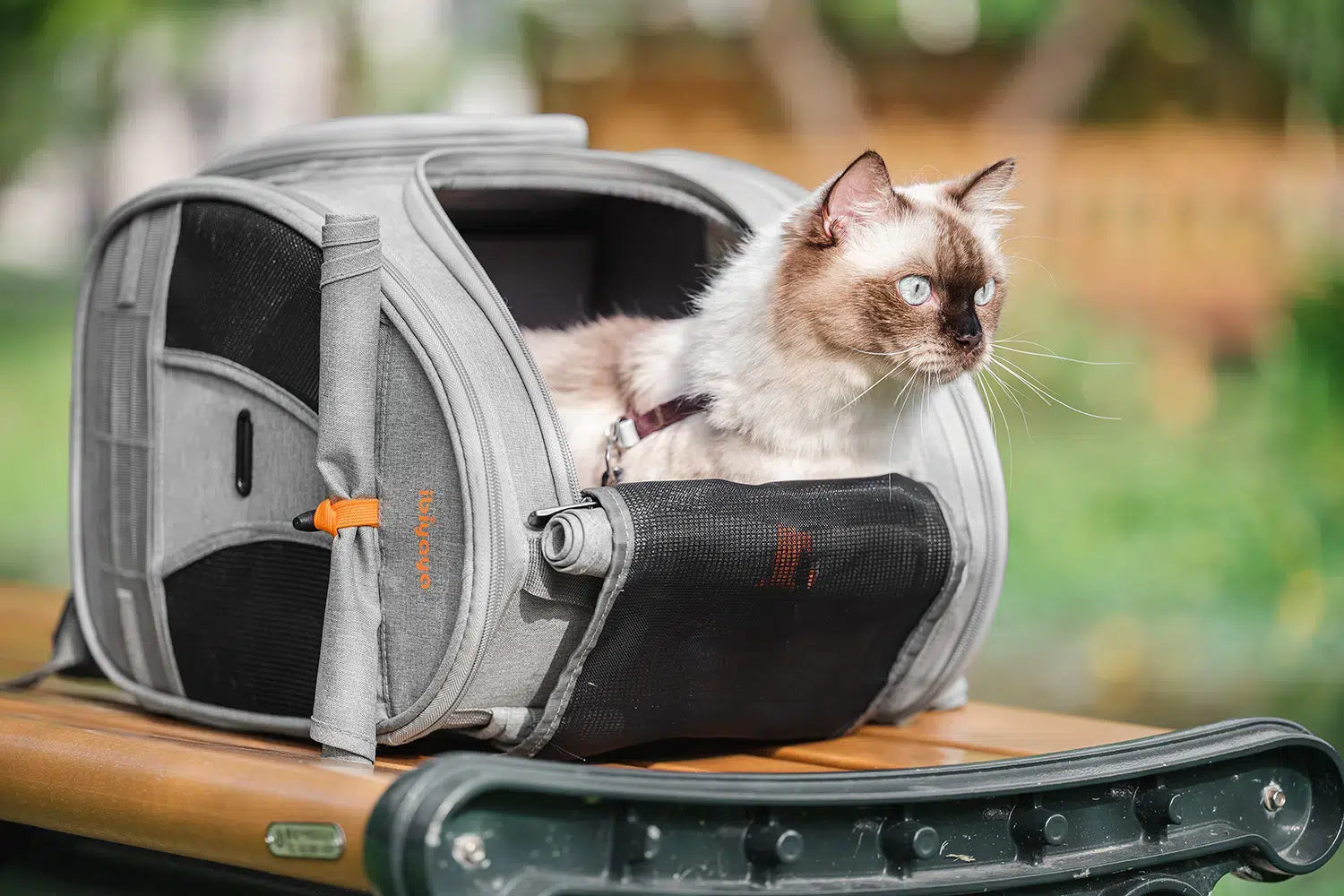 See Thru Cat or Puppy Carrier Handbag - Chaiyat Boutique