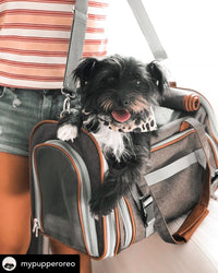 A small black dog smiling while sitting in a pet carrier.